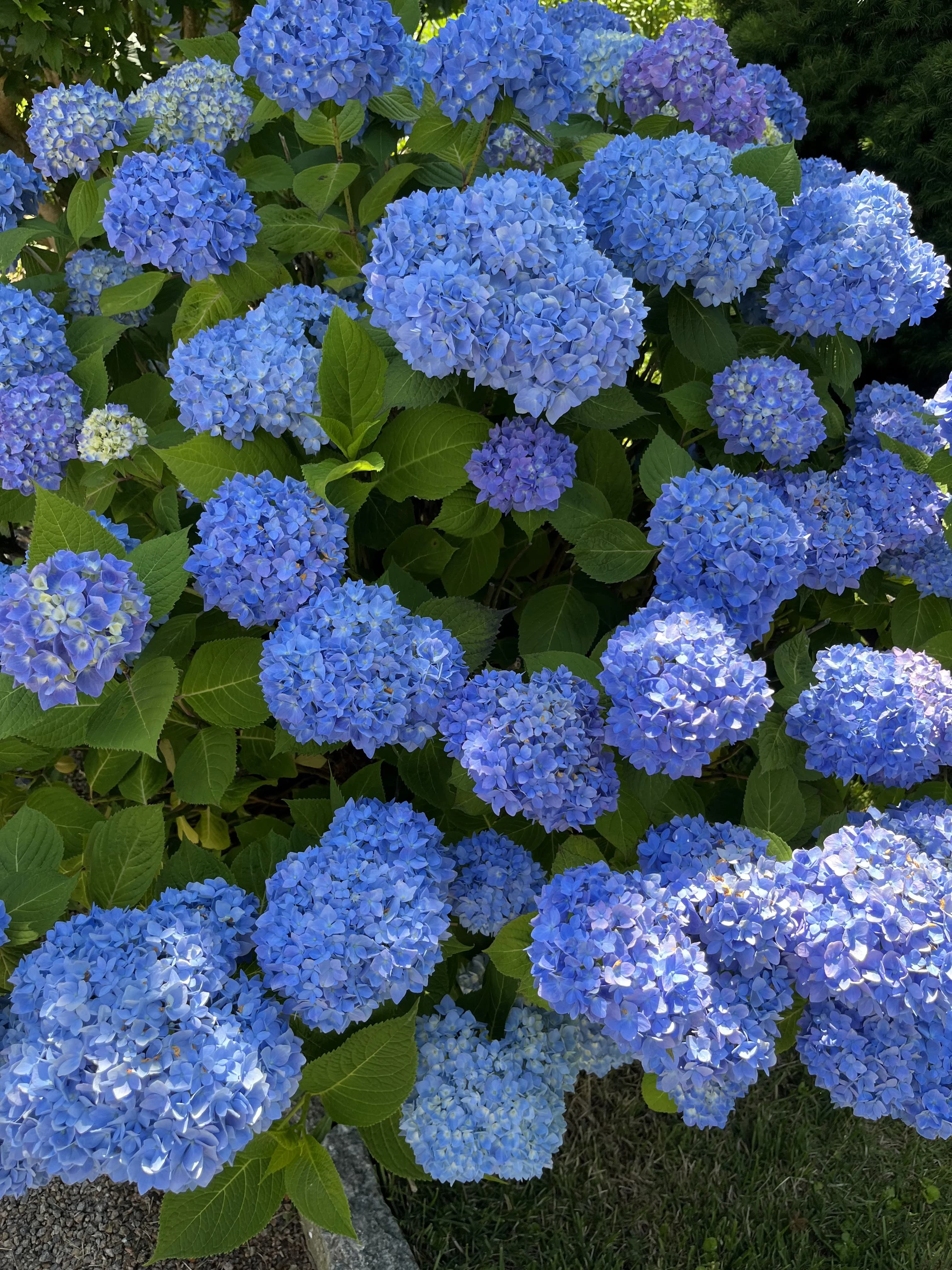 Master Gardener on Staff